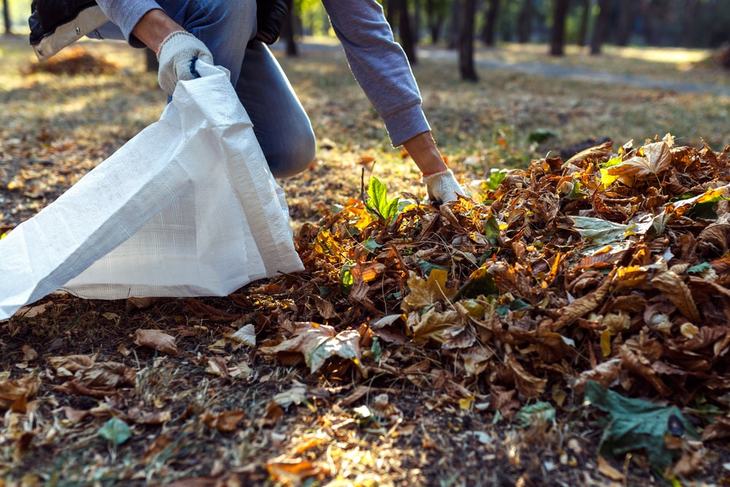 You can easily dispose of leaves with a leaf mulcher