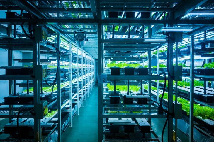 Commercial growers also use hydroponic systems due to its faster yield