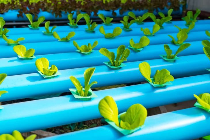 Lettuce is one of the crops that work well with water culture systems