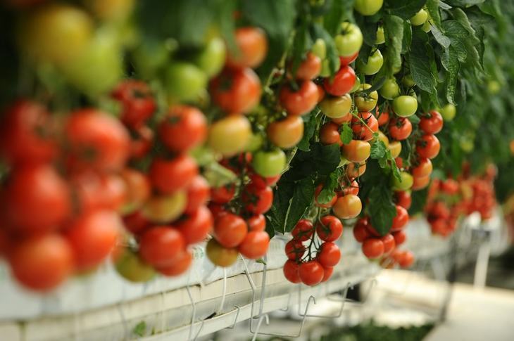 Tomatoes generally grow well in any hydroponic method