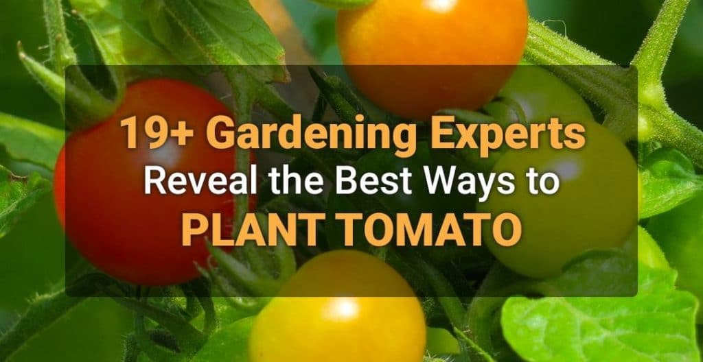 19+ Gardening Experts Reveal the Best Ways to Plant Tomato