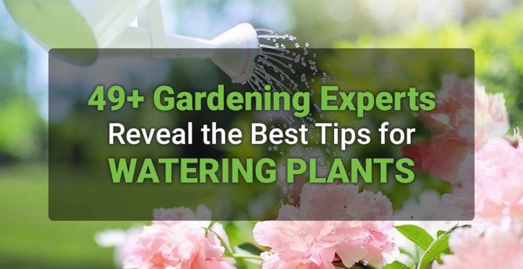 49+ Gardening Experts Reveal The Best-Ever Tips For Watering Plants 2018