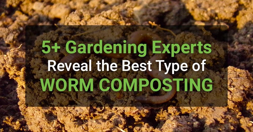 5+ Gardening Experts Reveal the Best Type of Worm Composting