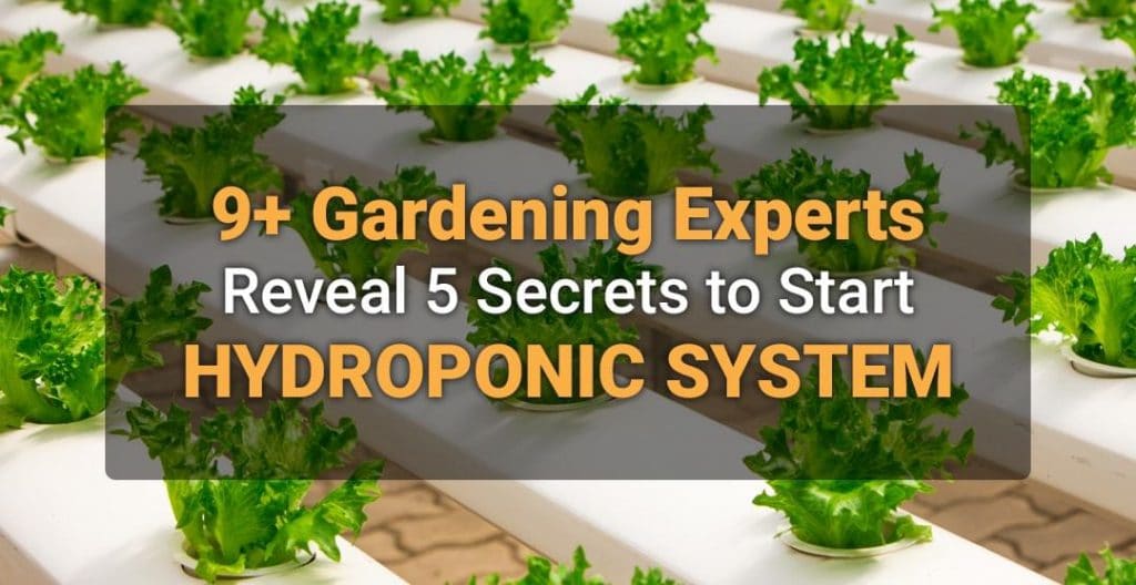 9+ Gardening Experts Reveal 5 Secrets to Start Hydroponic System