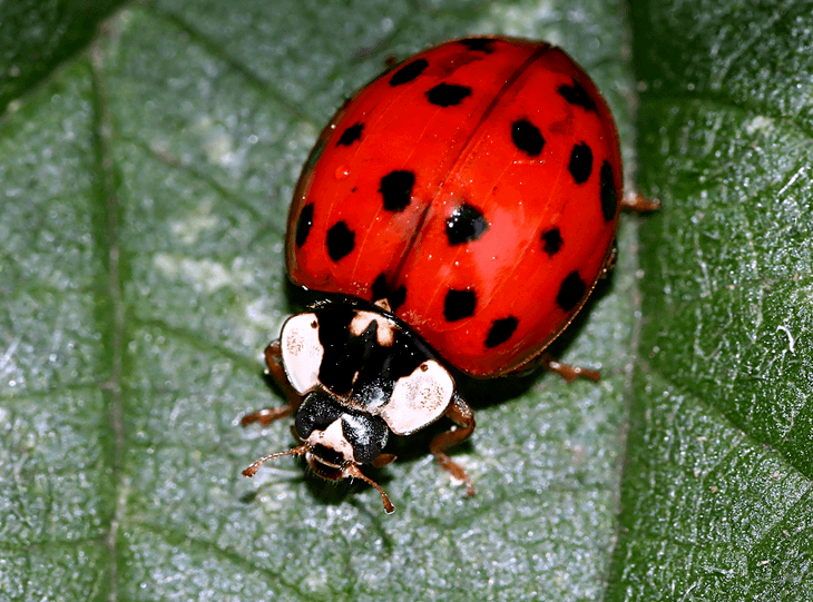 Lady beetles tend to be carnivorous and is an ideal introduction to your tomato garden as they will feed on the worms’ larvae.