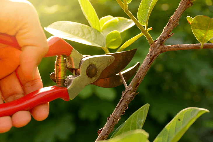 Pruning is important in keeping your plant’s current health or to improve its health further