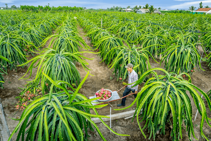 Vietnam is one of the world’s biggest growers of dragon fruits