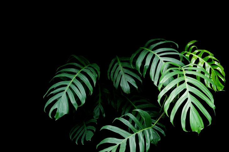 Indoor plants also need some periods of darkness to complete their growth cycles