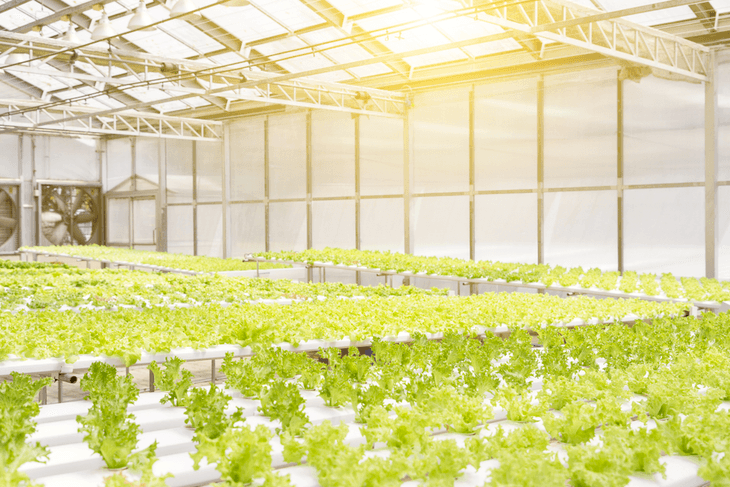 Sunlight plays a vital role in the growth condition of hydroponic plants