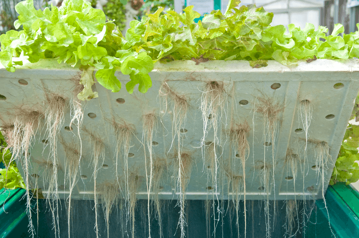 The roots of these hydroponic plants use stakes and strings to secure them in place