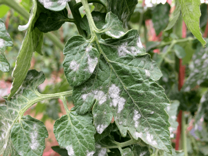 Using a dehumidifier can help protect your plants from getting moisture-related diseases like molds and mildew