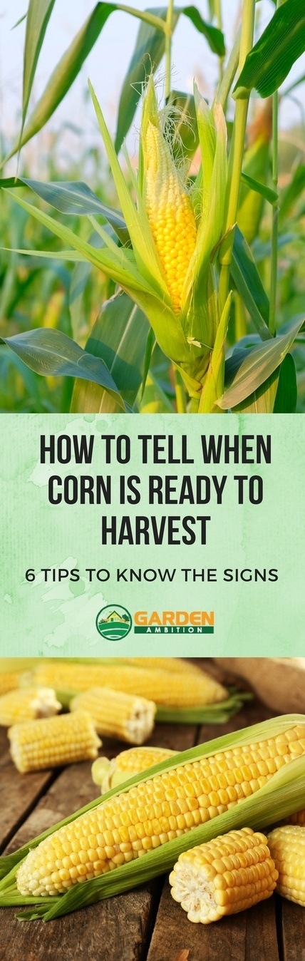 how to tell when corn is ready to harvest pin it