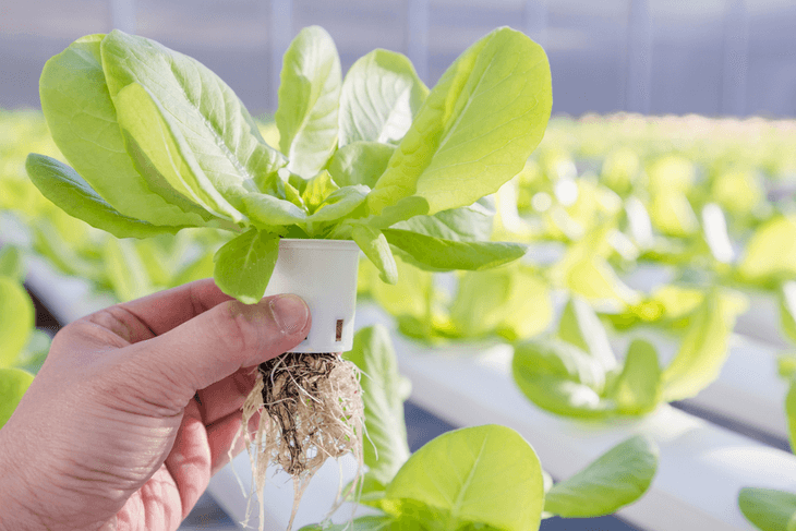 It’s possible to grow plants very well in hydroponics gardens
