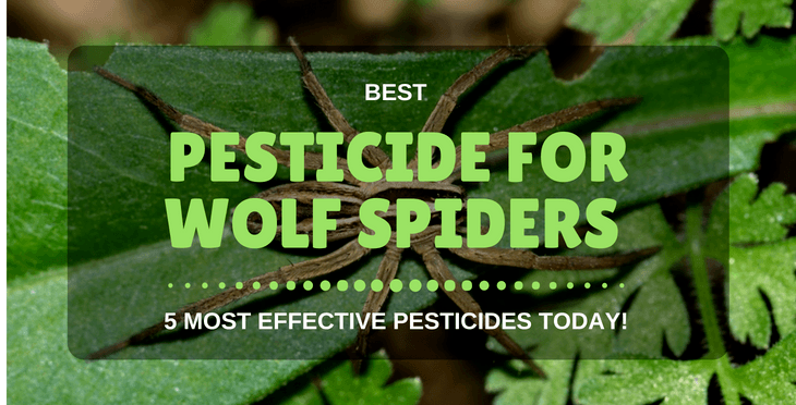 Best Pesticide For Wolf Spiders | 5 Most Effective Pesticides Today!