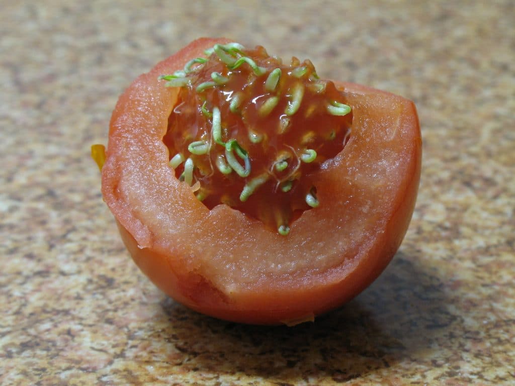Ripe Sprouting tomato Fruit with seeds pattern on a plate from Tomato Plant Seed