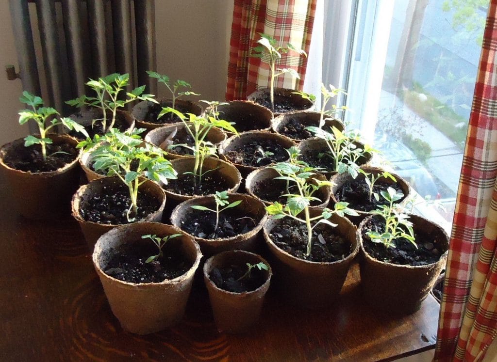 Tomato plants grown from seeds near window at the house to show the Tomato Plant Seed growth
