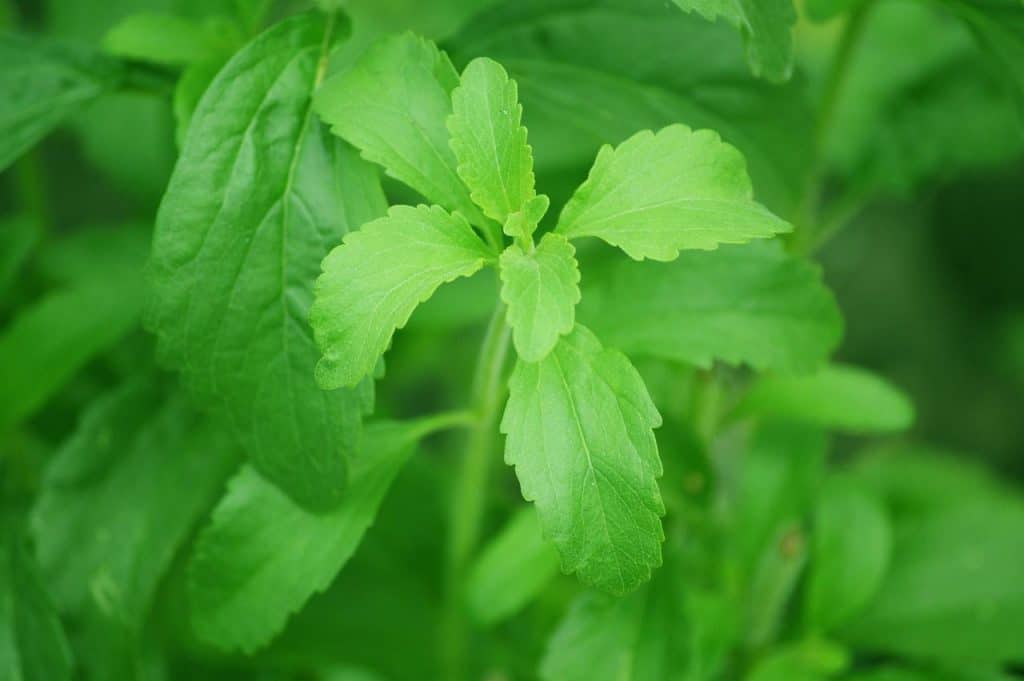 How To Plant Stevia Outdoors