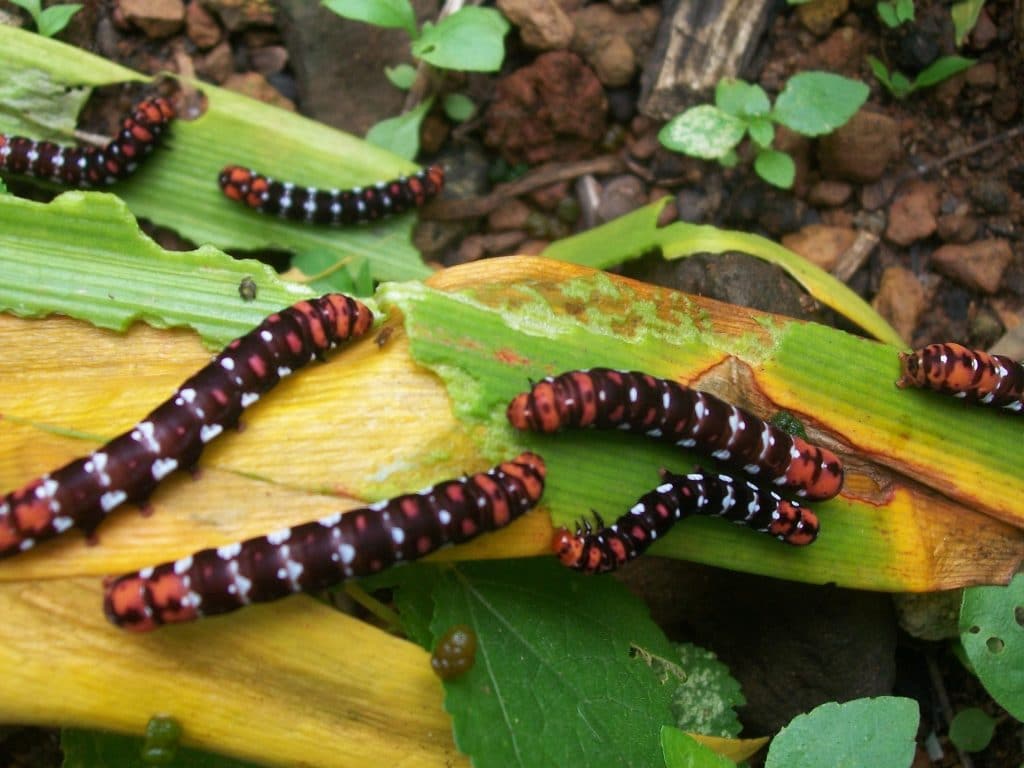 Armyworms feeding on amaryllis leaves showing its harmful effects