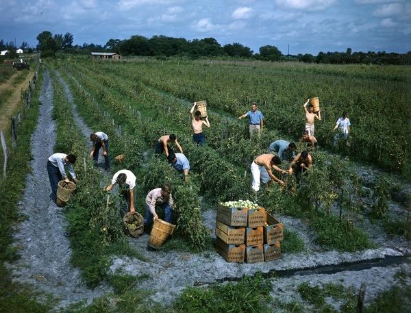 Famers Planting Tomatoes following the Methods of Proper Handling