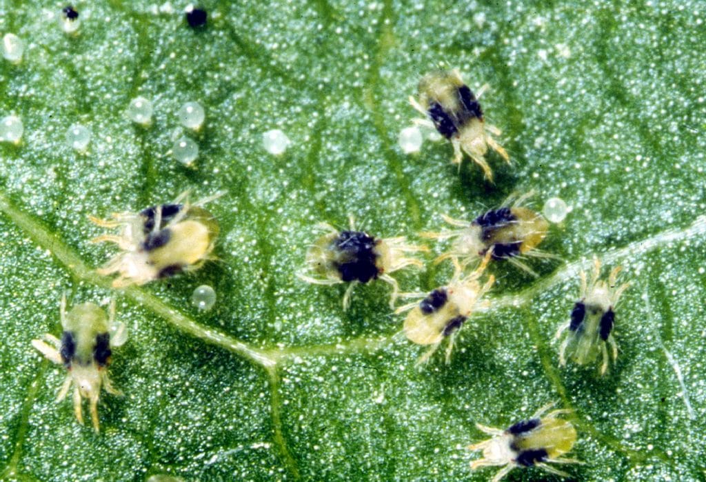 Microscopic View of Spotted spider mites, Tetranychus urticae, adults and eggs