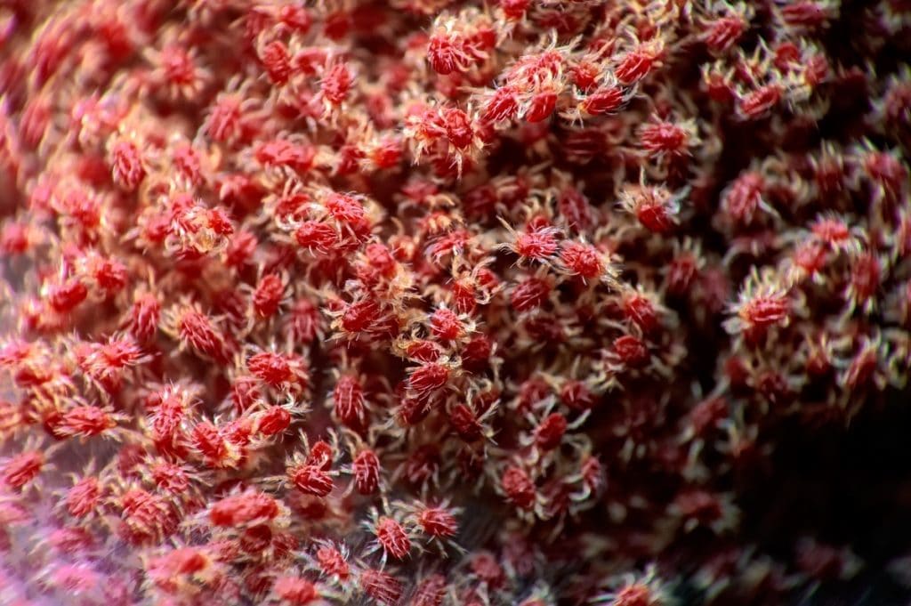 Microscopic View of a Red spider mites Colony Tetranychus urticae