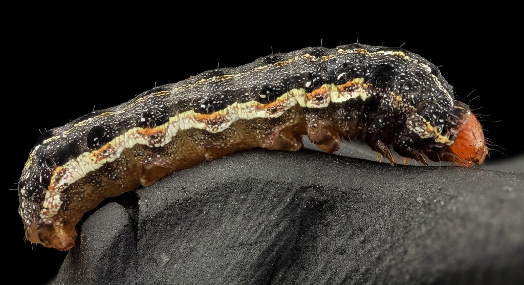 Side View of Southern Armyworm resting on a black stone surface among the rest of the Armyworms