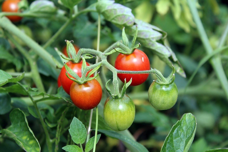 Three Ripe and Two Unripe Tomato Plant Seed in the orchard