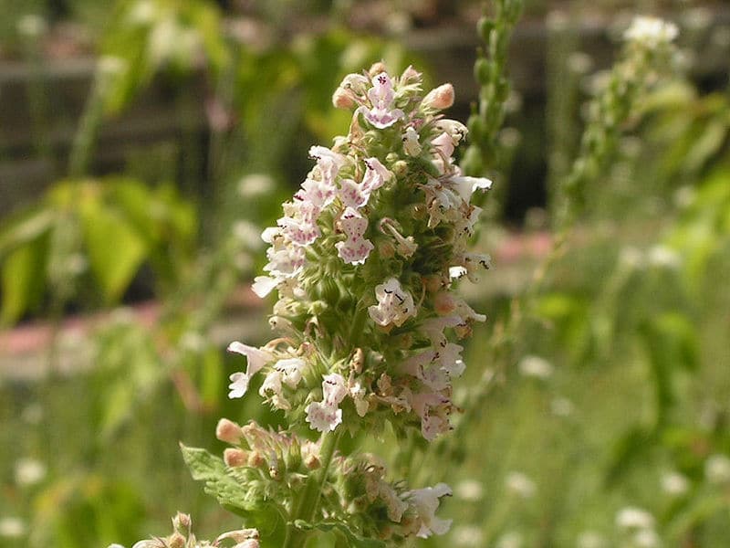 Growing Your Own Catnip Plant