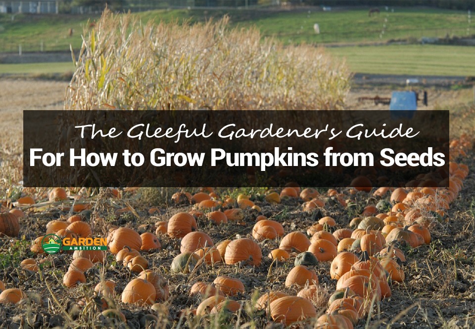 How to Grow Pumpkins from Seeds