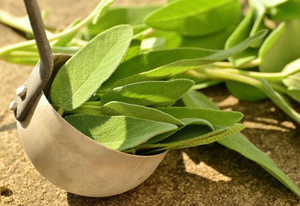 sage plant - Benefits of Growing Sage