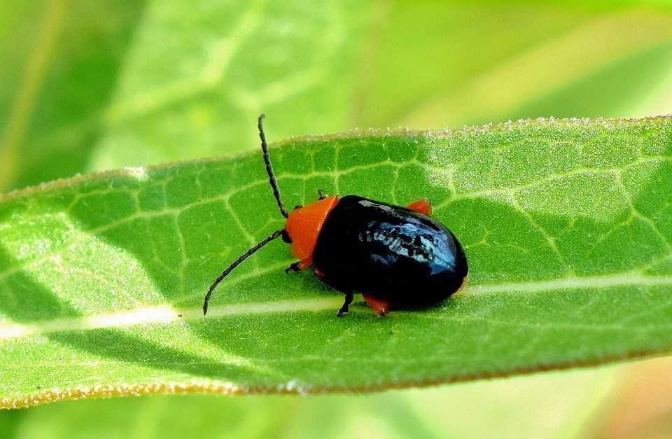 flea beetle - flea beetle close up