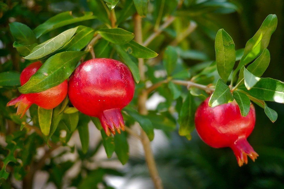 pomegranate tree - harvesting pmegranate fruit