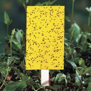 flea beetle - large sticky traps for garden