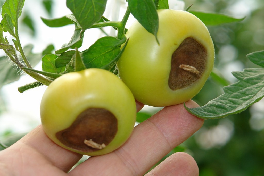 Blossom end rot on tomatoes as a result of calcium deficiency 