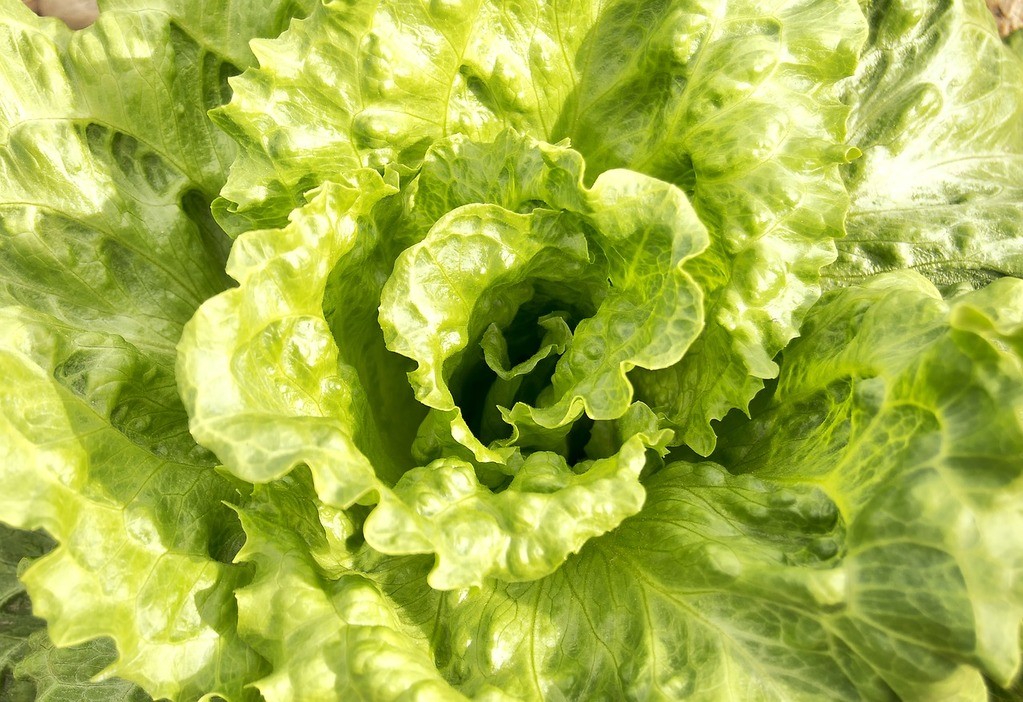 bitter lettuce produced due to heat stress