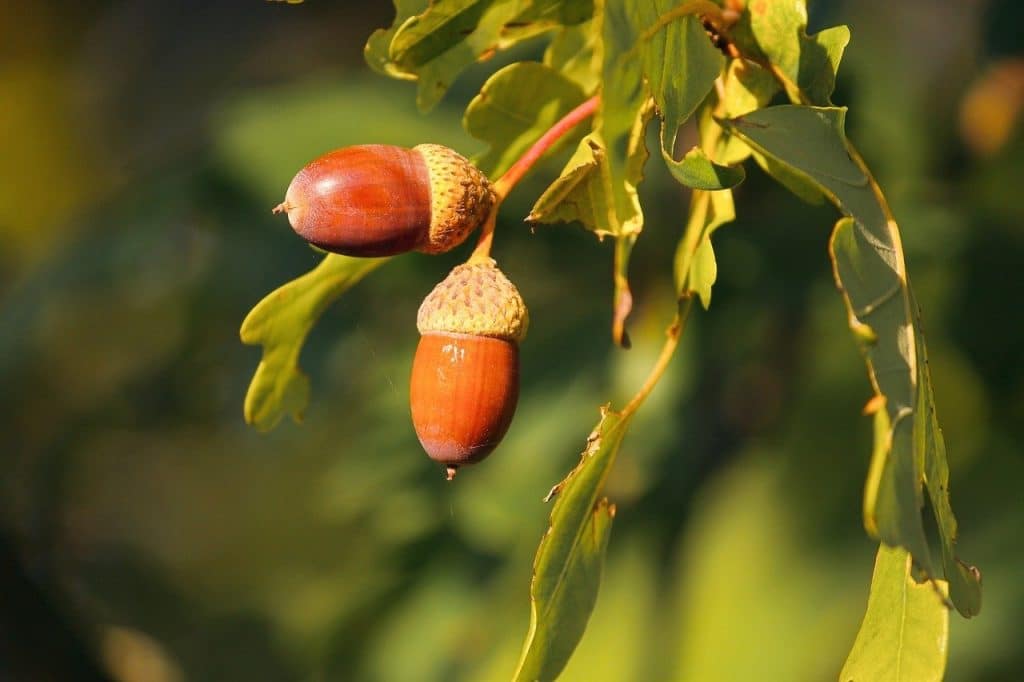 acorn tree