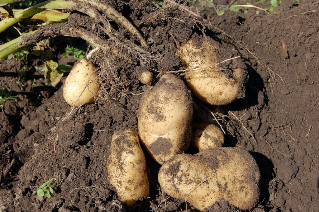 How to Grow Potatoes 101