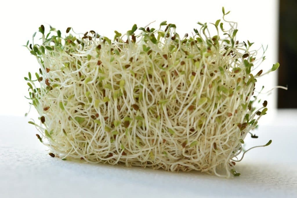 alfalfa sprouts from alfalfa seed