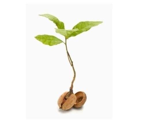 growing an oak from acorn