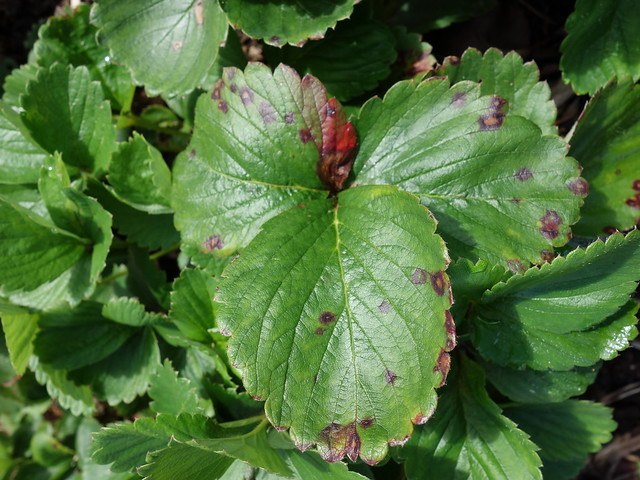 strawberry plant with disease
