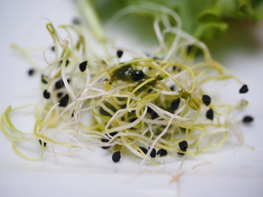 alfalfa sprout as ingredient