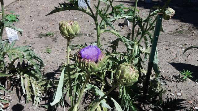 artichoke, one of the vegetables that may not suit square foot garden spacing