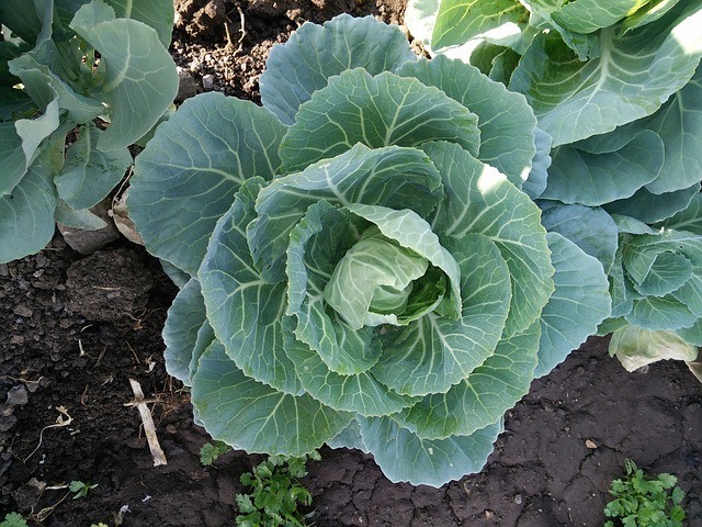 a green cabbage planted on a garden