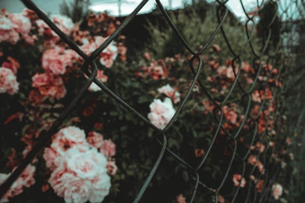 Flowers behind a metal fence