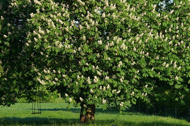 a fruitful chestnut tree