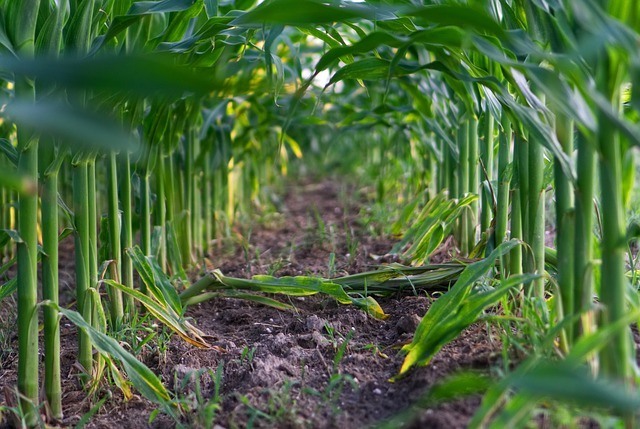 Row of corn plants