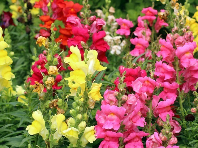 colorful snapdragons planted in a garden