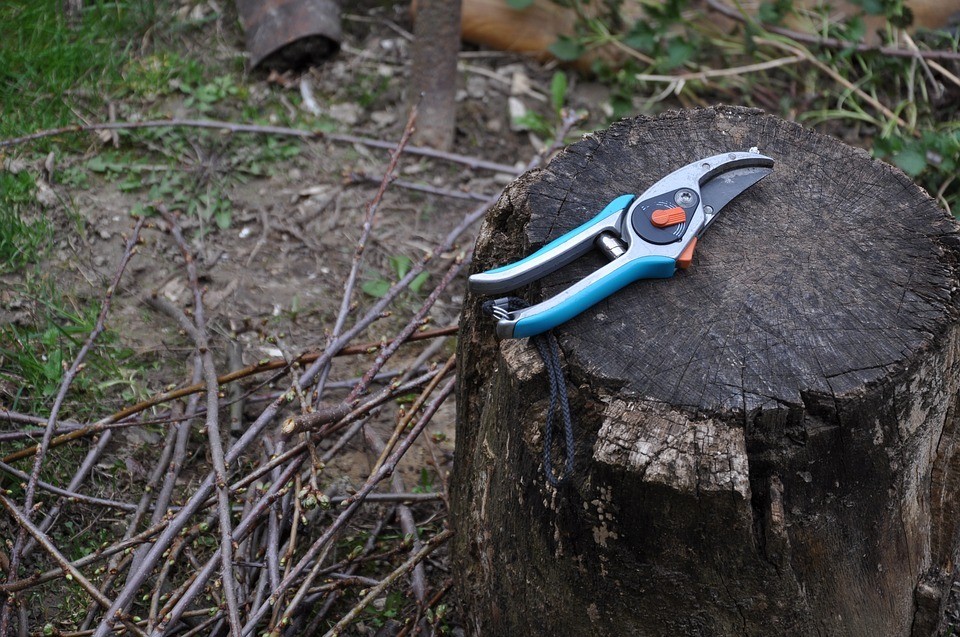 How to Prune a Peach Tree and the Tools You Need to Make It Easy