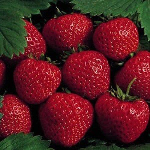 june bearing strawberries