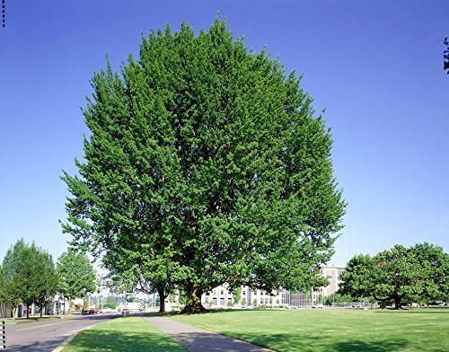 pin oak tree